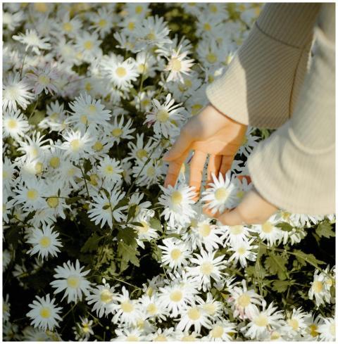 A woman's hand gently touches blooming daisies in