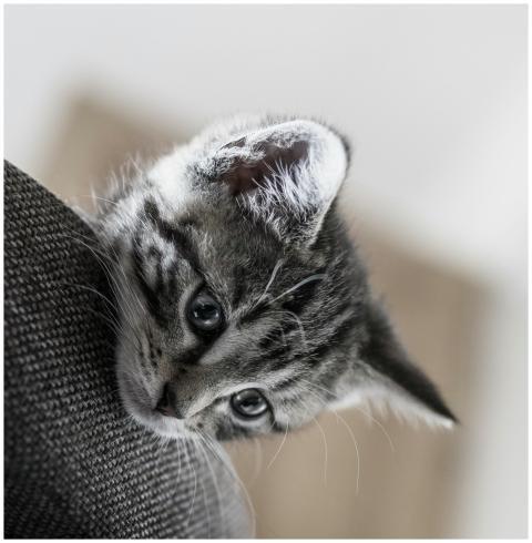 Charming tabby kitten peeks over a fabric surface,