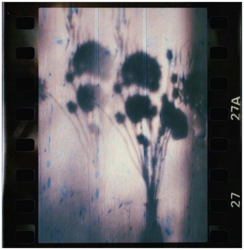 Shadow of a flower bouquet cast on a wall, capture