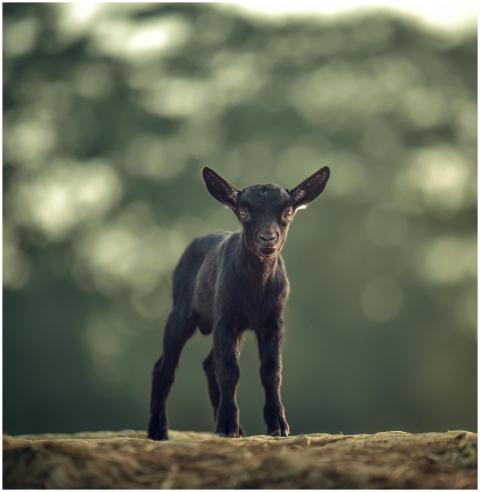 Charming black baby goat on a sunny day in Banglad