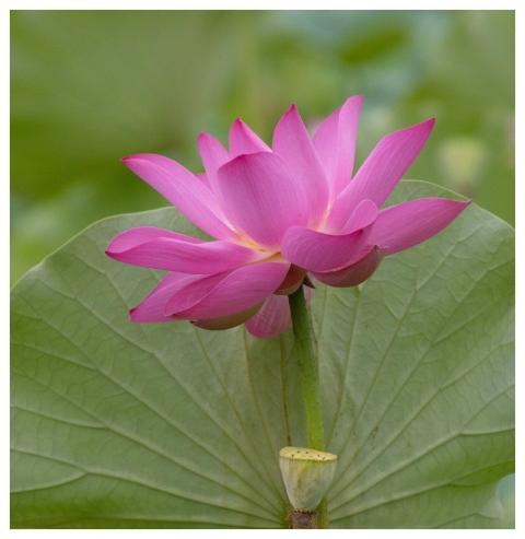 Lotus Flower Pond Plant