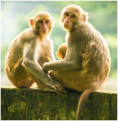 Two young macaque monkeys sitting closely on a sto