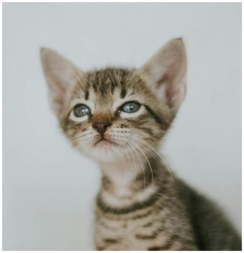 Adorable close-up of a young tabby kitten with blu