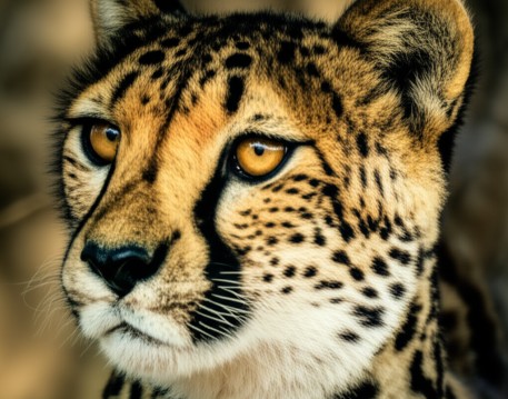 Cheetah