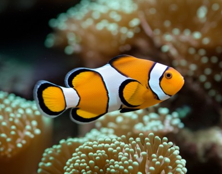 Clownfish