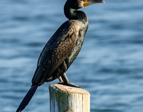 Cormorant