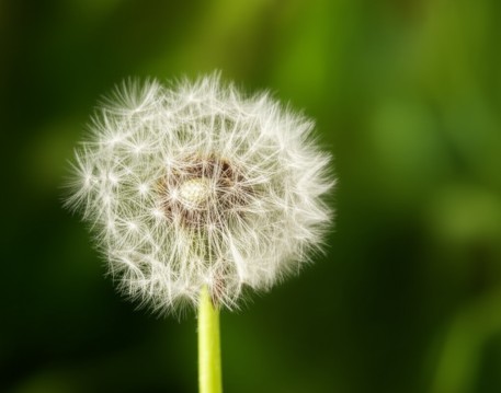 Dandelion
