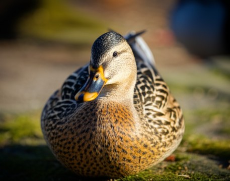 Duck