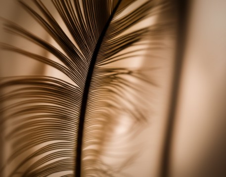 Feather