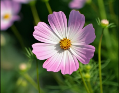 Garden Cosmos