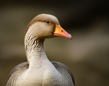 Goose
