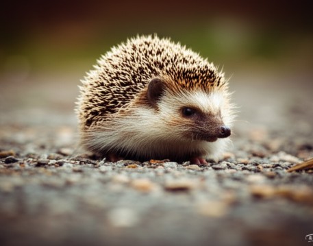 Hedgehog