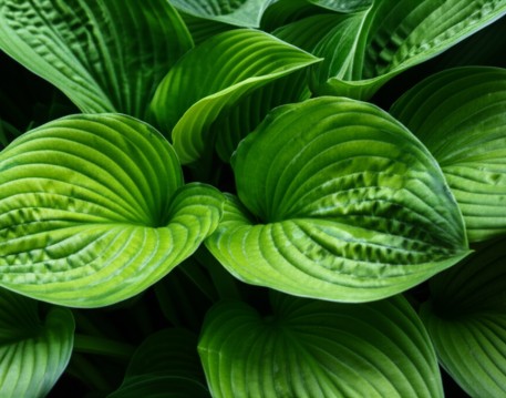 Hosta