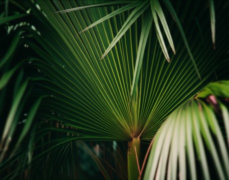 Palm