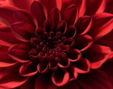 Red Dahlia