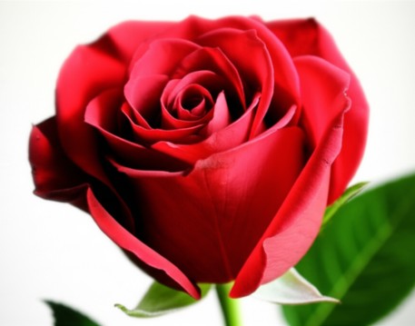 Red Rose