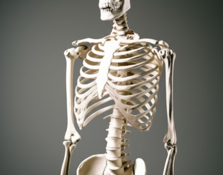 Skeleton