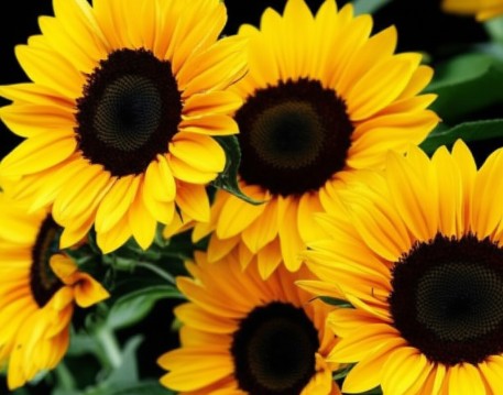 Sunflowers