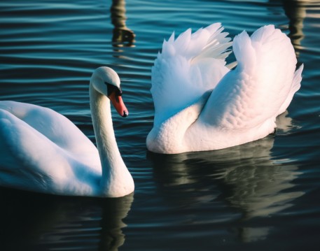 Swans