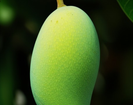 Unripe
