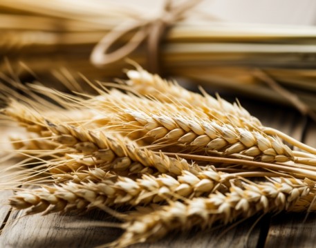 Wheat