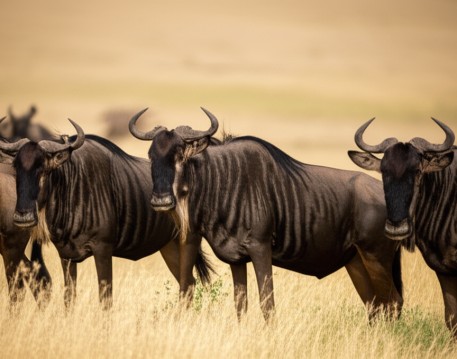 Wildebeest