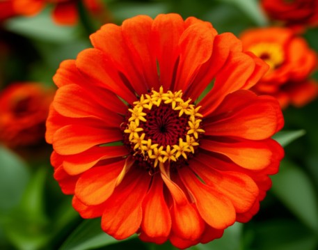 Zinnia